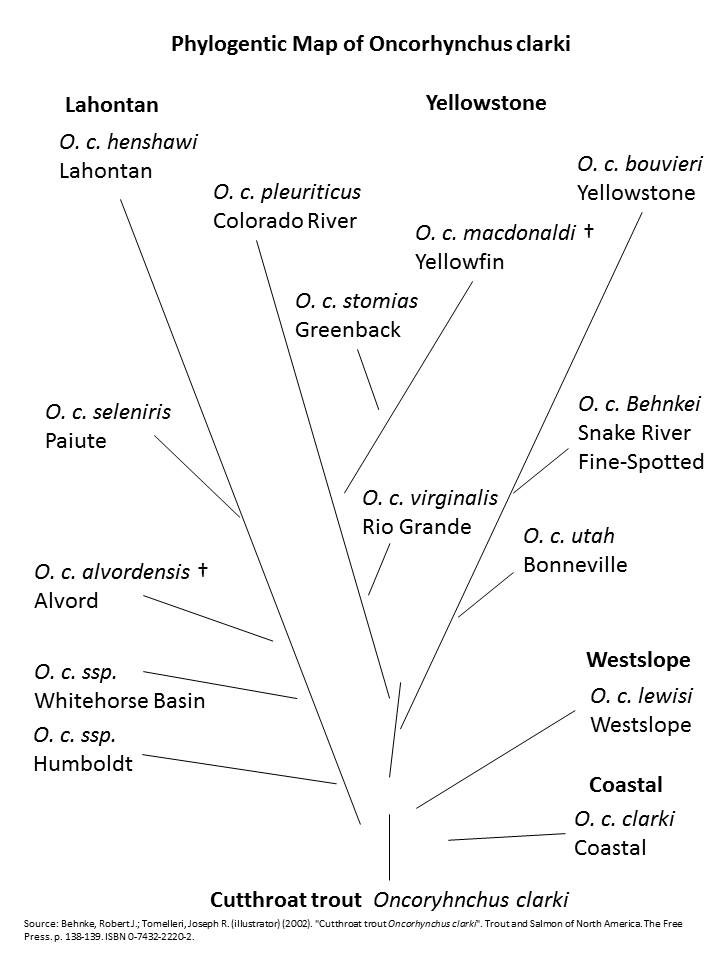 Cutthroat trout Wiki Everipedia