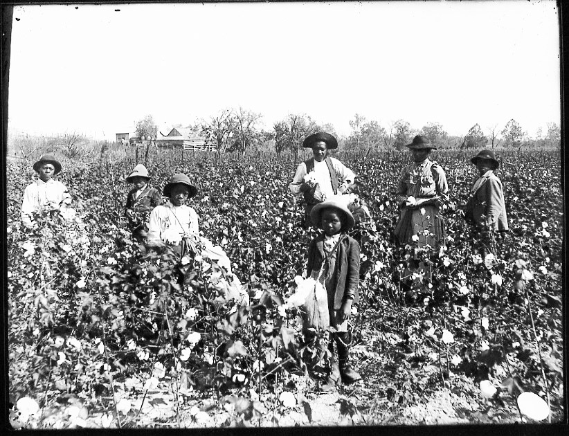 Cotton production in the United States Wiki Everipedia