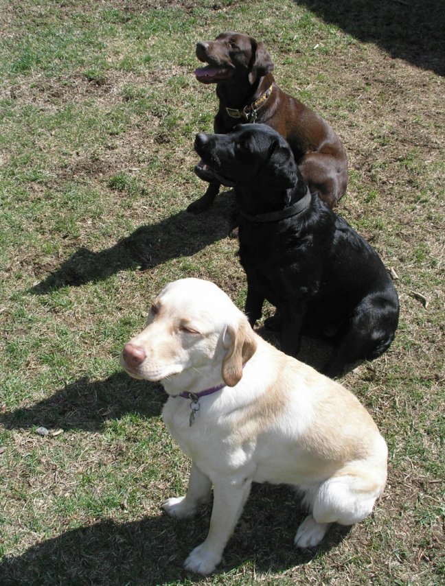 Labrador Retriever coat colour Wiki Everipedia