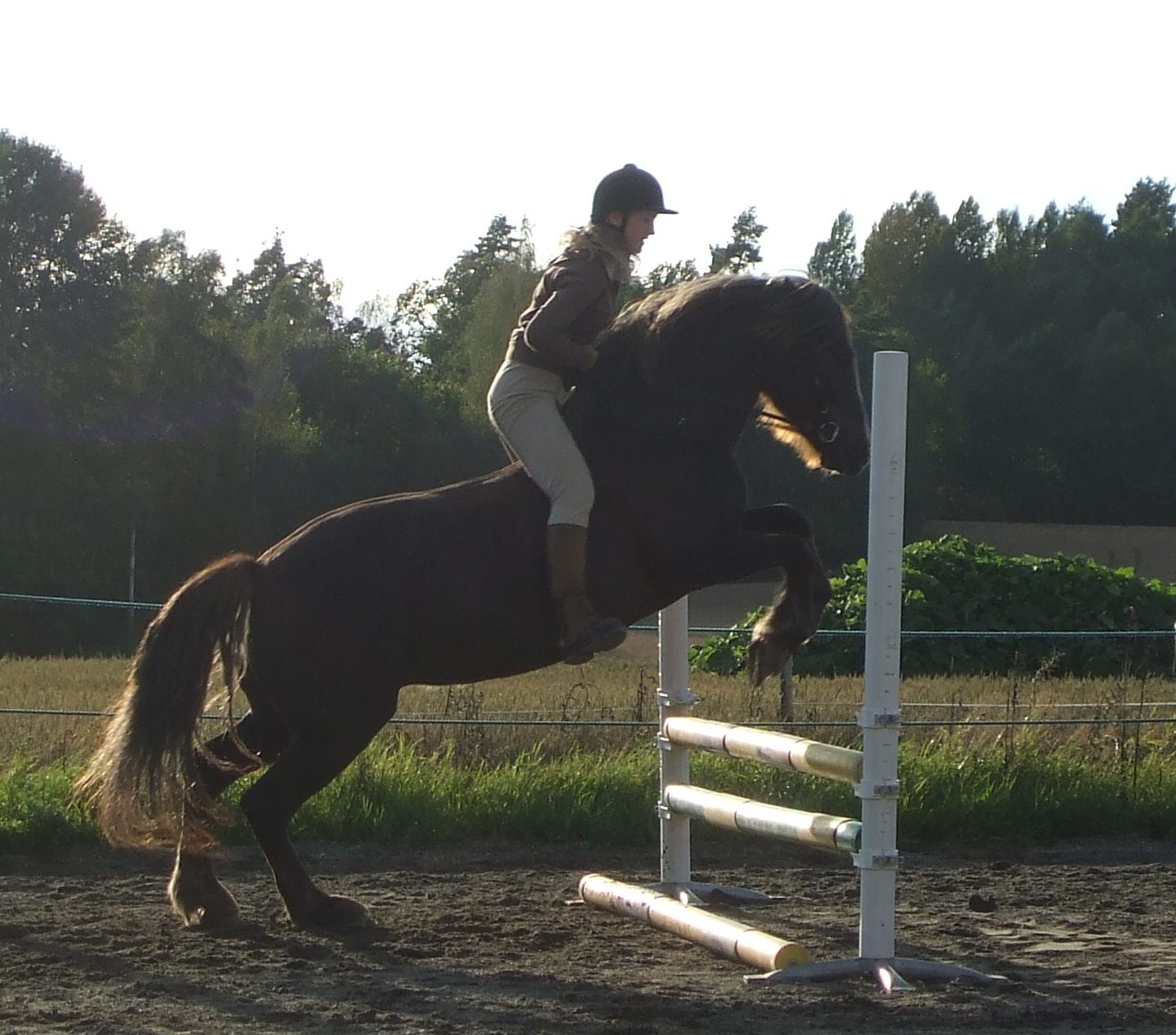 Bareback riding Wiki Everipedia