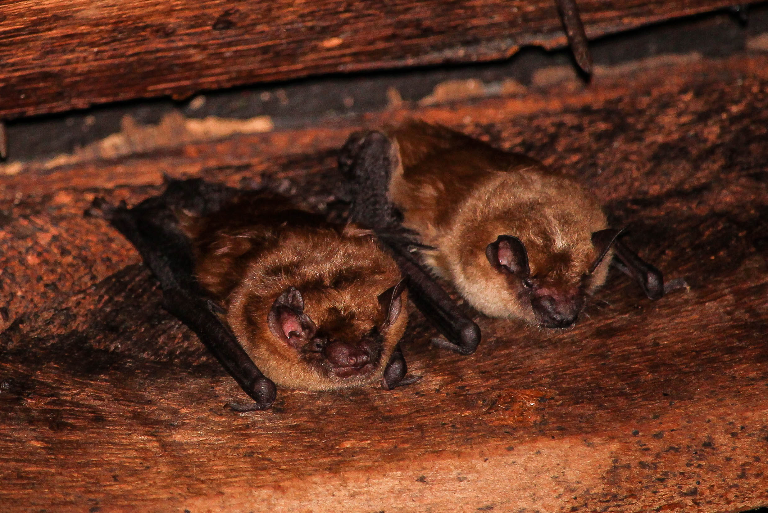 Big brown bat | Wiki | Everipedia