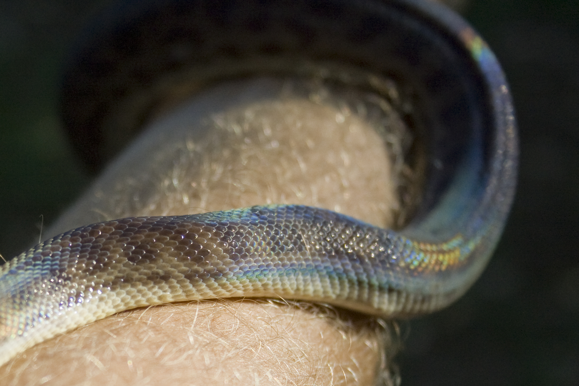 Children's python | Wiki | Everipedia