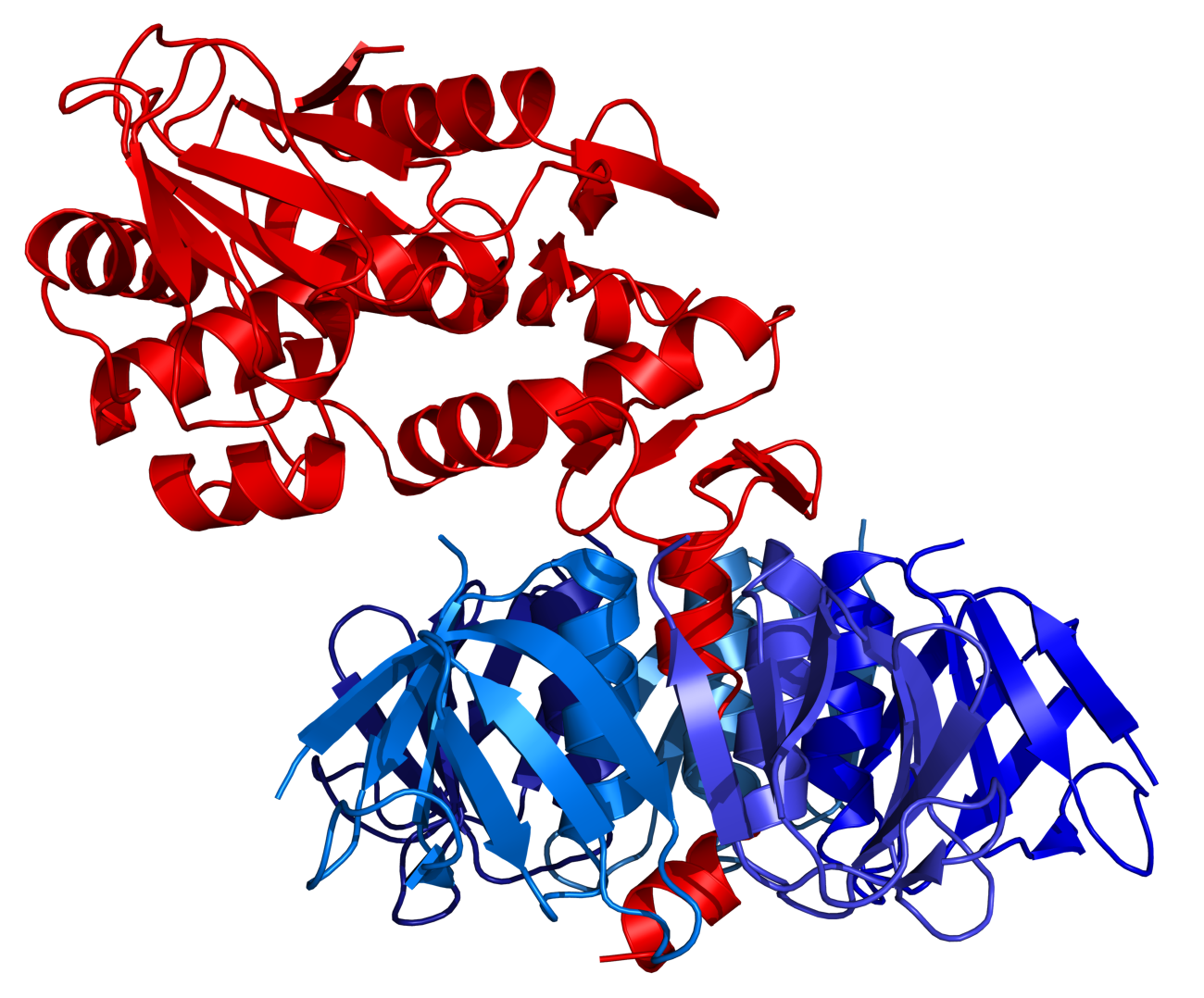 Shigalike toxin Wiki Everipedia