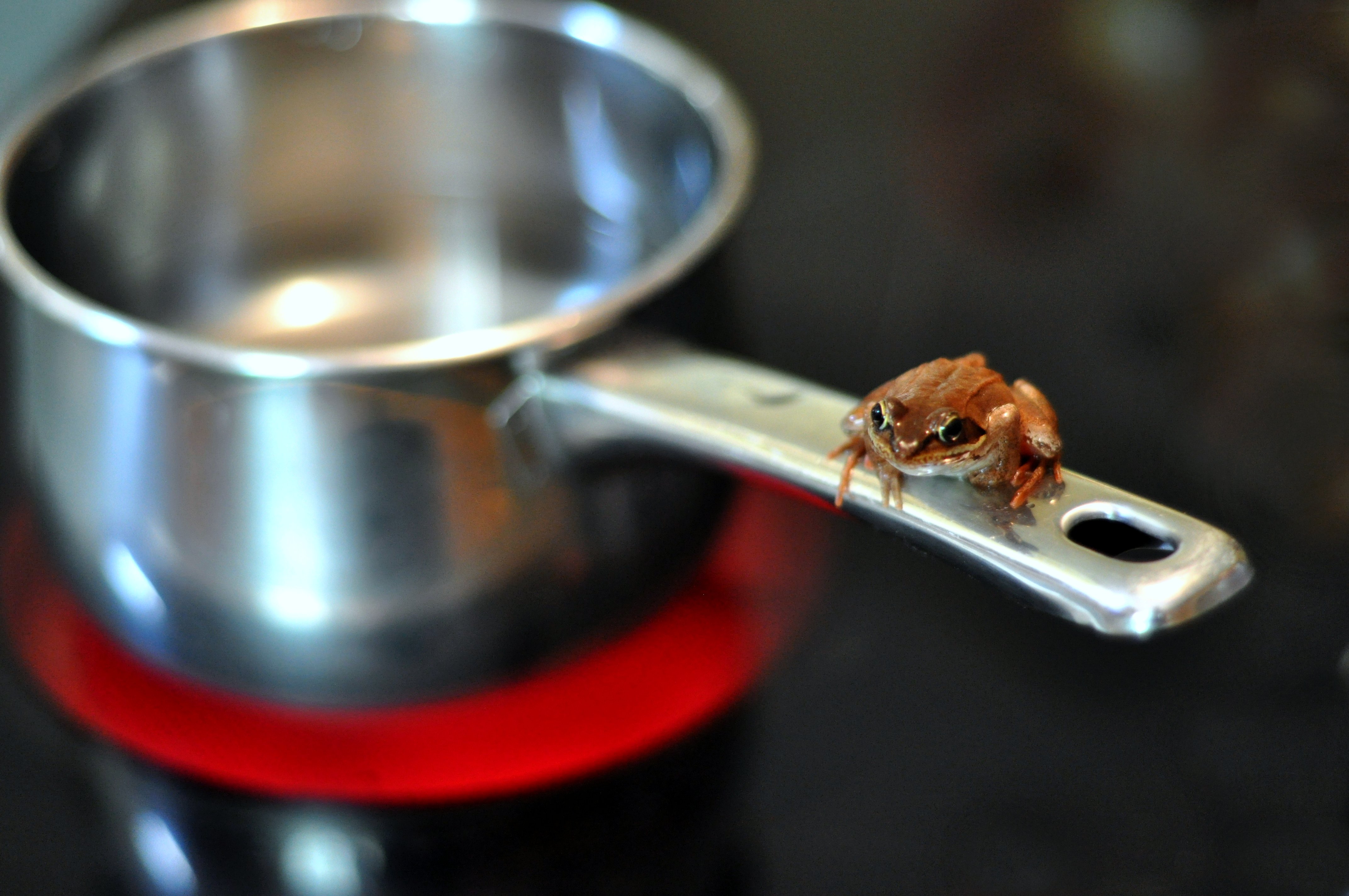 Boiling frog Wiki Everipedia