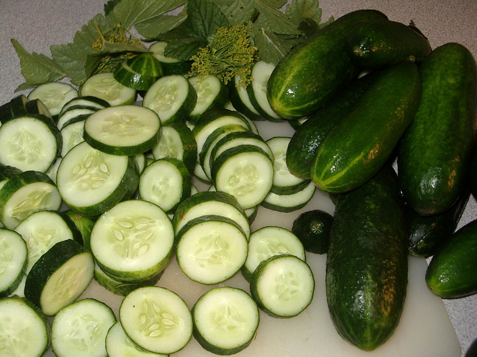 Cucumber Wiki Everipedia