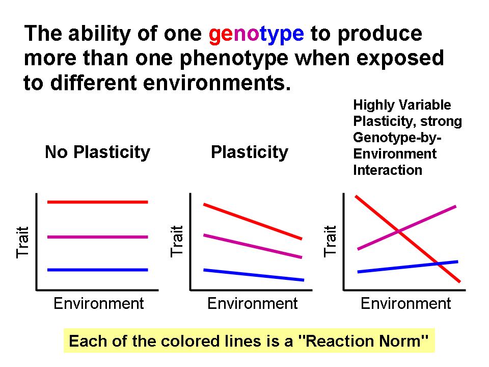 adaptive phenotopic plasticity in the midas 2013-4-11 adaptive phenotypic plasticity is being increasingly recognized as an important role in adaptive radiation the plasticity leads to the production of phenotypes that are well suited for the ecological niches. adaptive phenotopic plasticity in the midas 2013-4-11 adaptive phenotypic plasticity is being increasingly recognized as an important role in adaptive radiation the plasticity leads to the production of phenotypes that are well suited for the ecological niches.