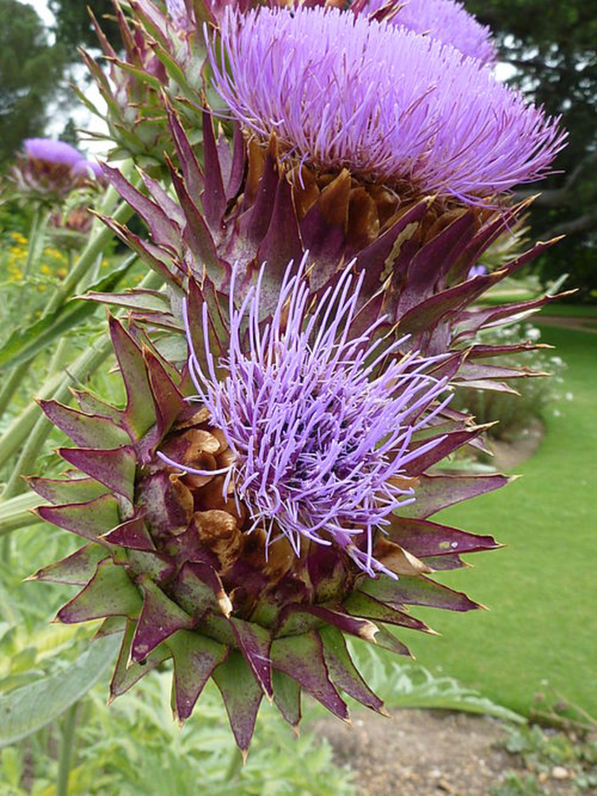 Cynara scolymus Wiki Everipedia