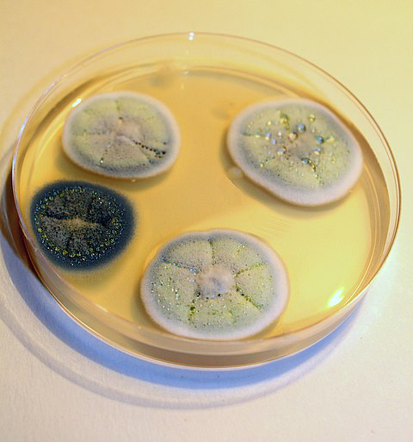 Penicillium griseofulvum | Wiki | Everipedia