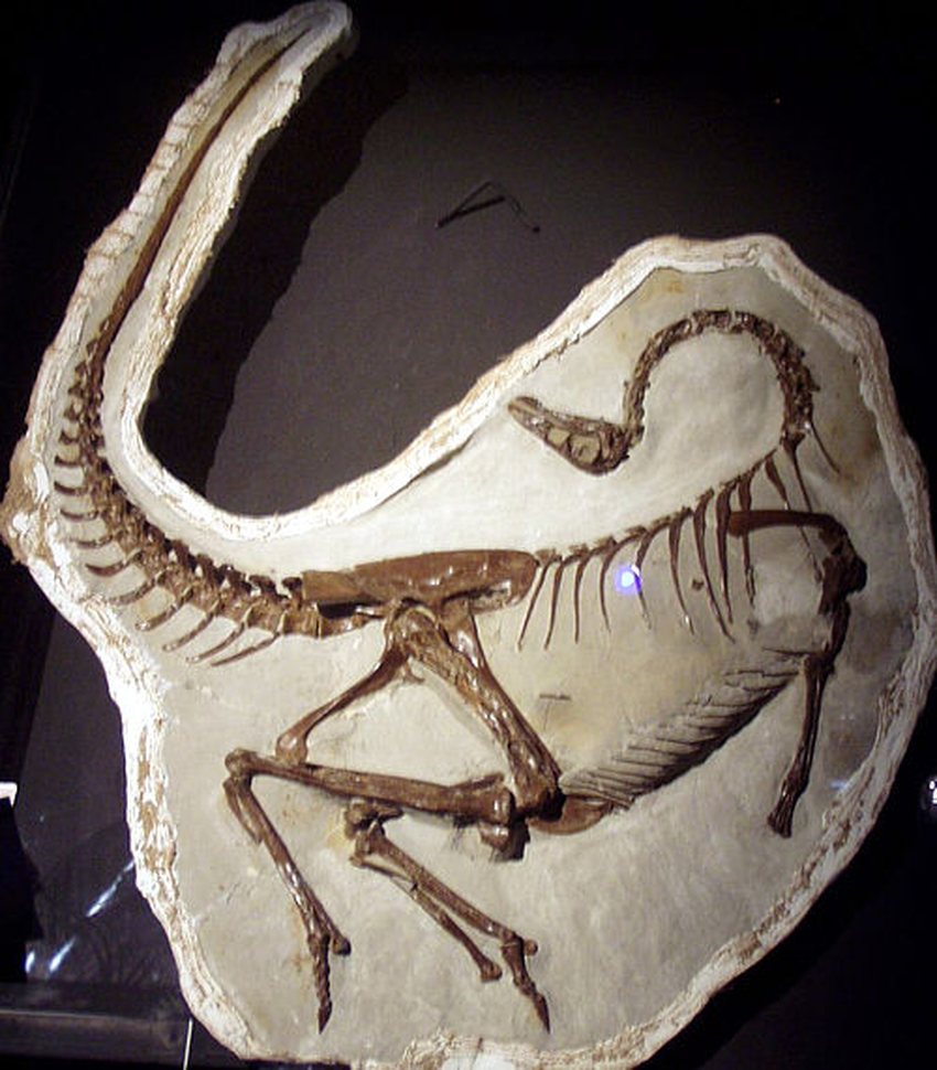 Ornithomimus Wiki Everipedia