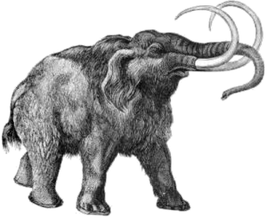 Mammuthus Wiki Everipedia