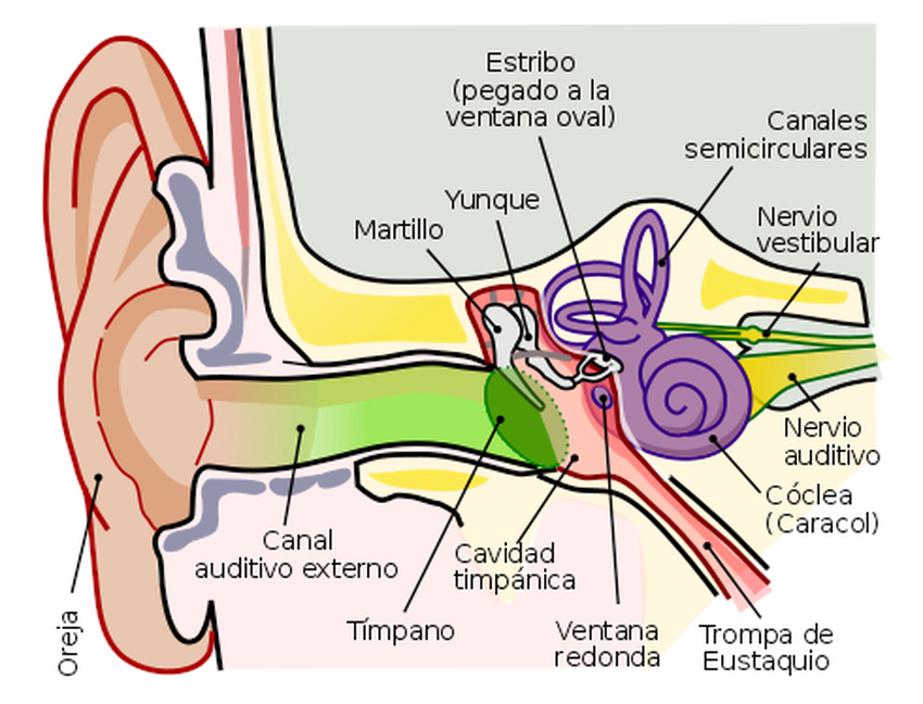 Tímpano Wiki Everipedia