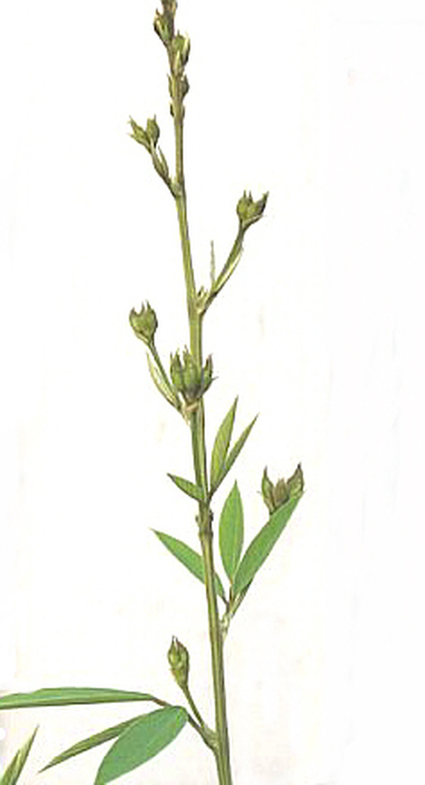 Cajanus cajan Wiki Everipedia