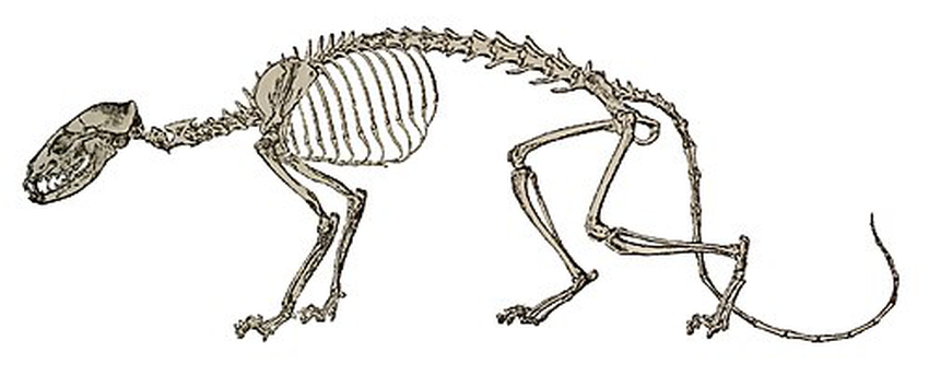 Hesperocyon Wiki Everipedia