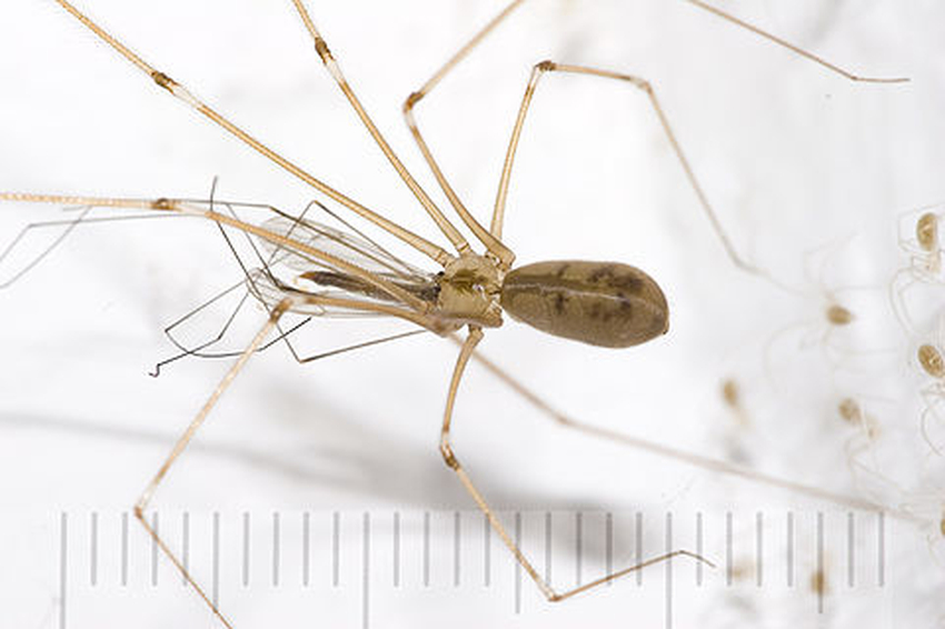 Pholcus phalangioides Wiki Everipedia