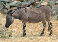 Híbrido (biología) | Wiki | Everipedia