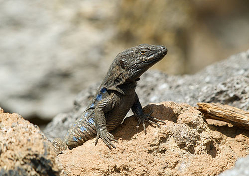 Lacertidae | Wiki | Everipedia