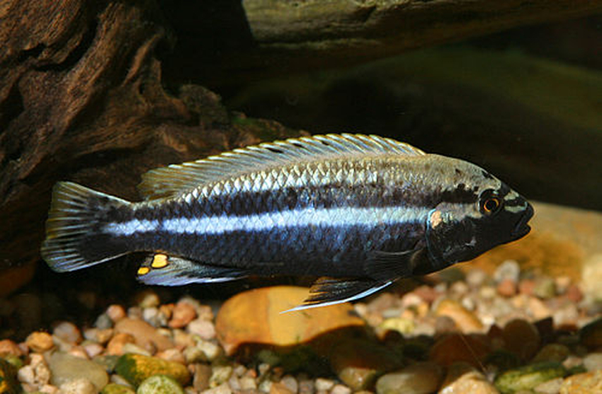 Melanochromis auratus Wiki Everipedia