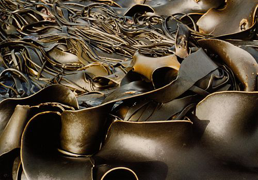 Durvillaea antarctica Wiki Everipedia