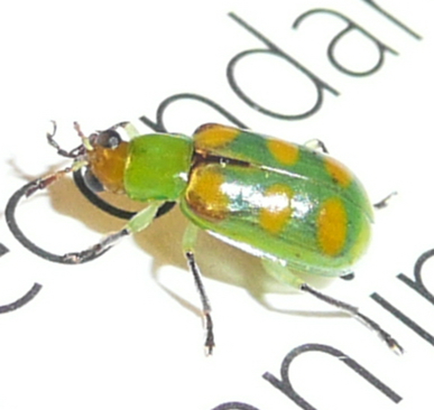 Diabrotica speciosa Wiki Everipedia