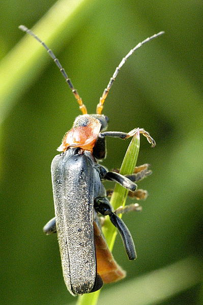 Cantharis Wiki Everipedia