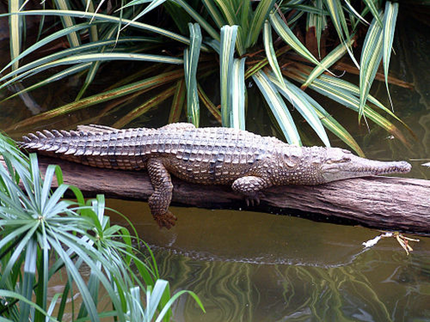 Crocodylus | Wiki | Everipedia