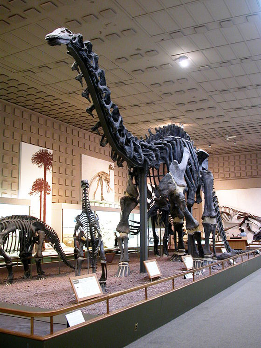 brontosaurus dragon city wiki brontosaurus dragon city wiki