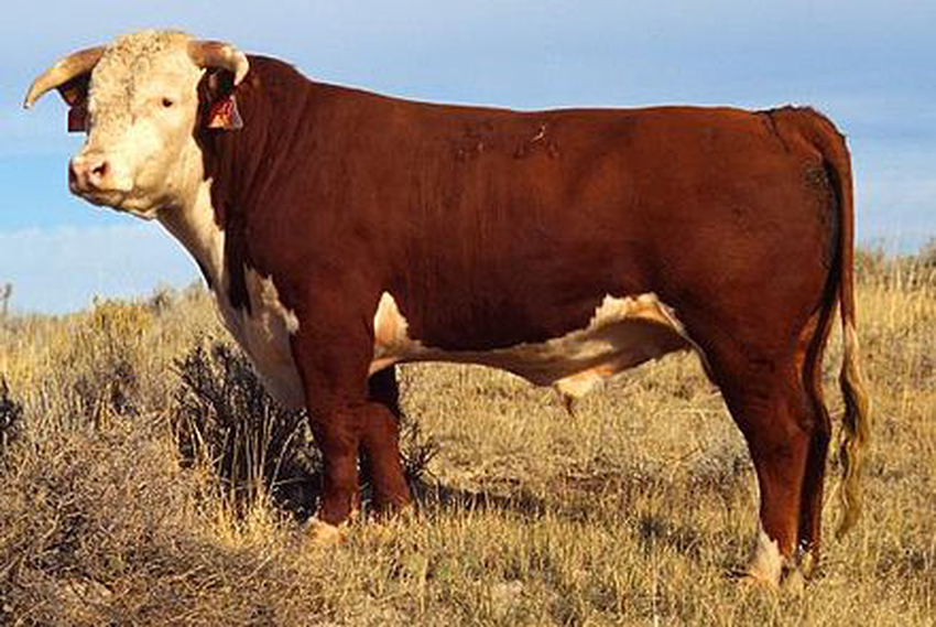 Bos Taurus Wiki Everipedia bos-taurus-wiki-everipedia