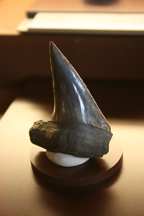 Cretoxyrhina Wiki Everipedia