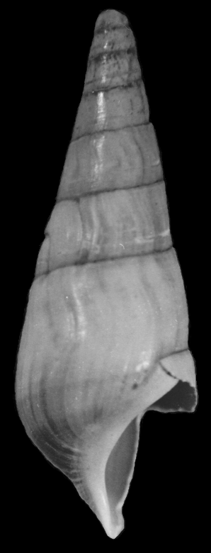 Melanopsidae Wiki Everipedia