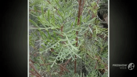 Lomatia tasmanica Wiki Everipedia