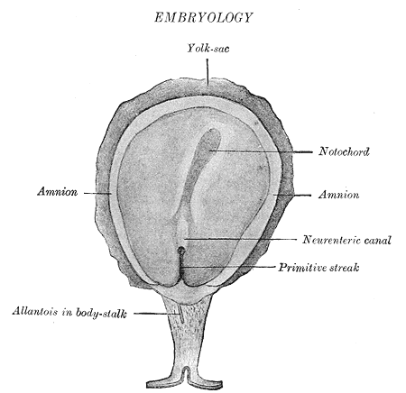 Amnion | Wiki | Everipedia