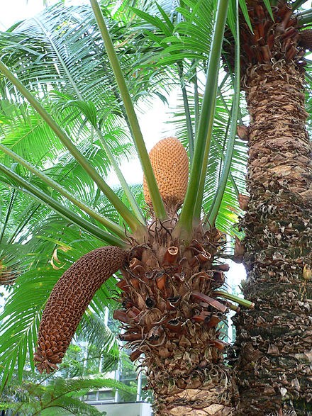 Cycad | Wiki | Everipedia