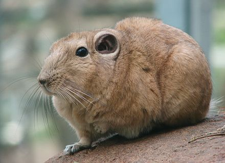 Gundi Wiki Everipedia