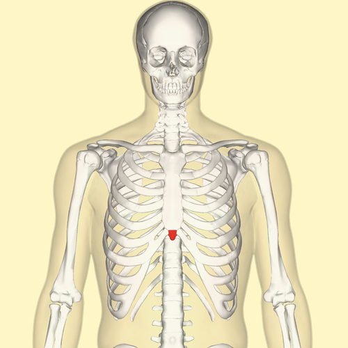 Xiphoid process | Wiki | Everipedia