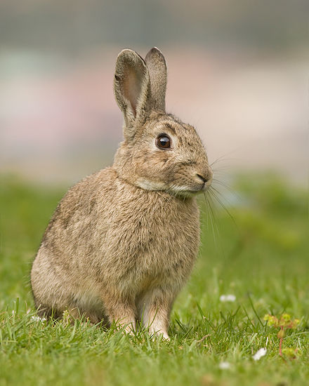 European rabbit | Wiki | Everipedia