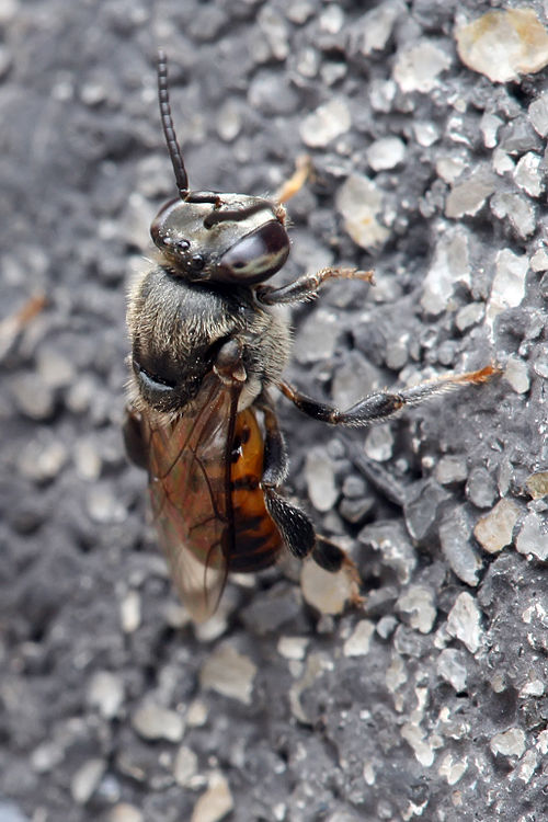 Stingless bee Wiki Everipedia