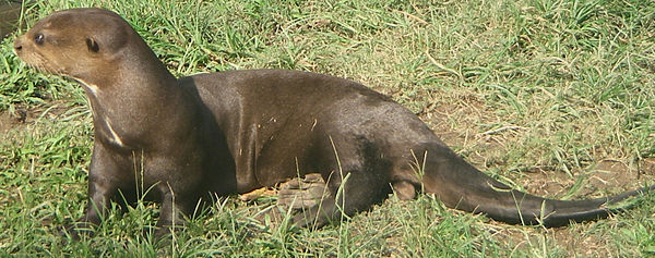 Giant otter | Wiki | Everipedia