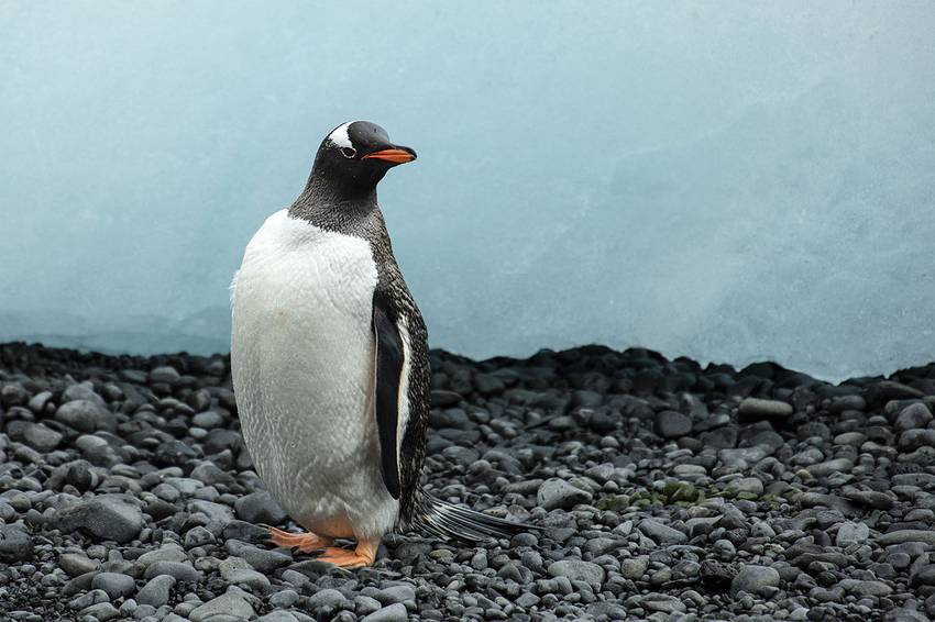 Gentoo penguin | Wiki | Everipedia