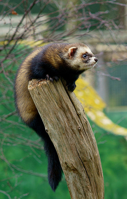 European polecat | Wiki | Everipedia