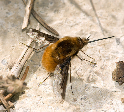 Bombyliidae Wiki Everipedia