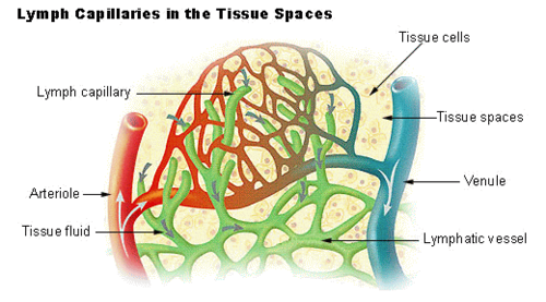 From Lymph Nodes To Lacteals: Label The Lymphatic System! - 5ifrrs2