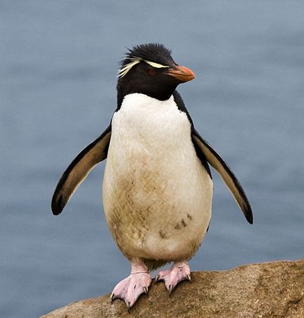 Southern rockhopper penguin | Wiki | Everipedia