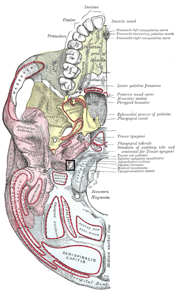 Jugular foramen | Wiki | Everipedia