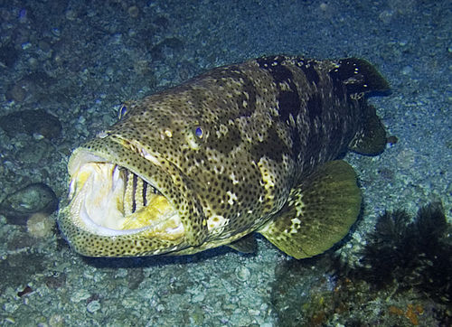 Grouper | Wiki | Everipedia