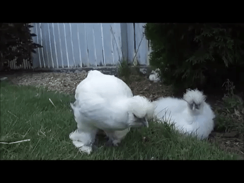 Silkie