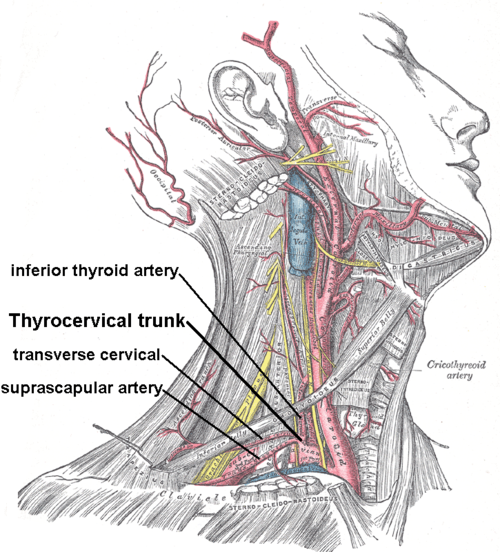 Inferior thyroid artery wiki everipedia
