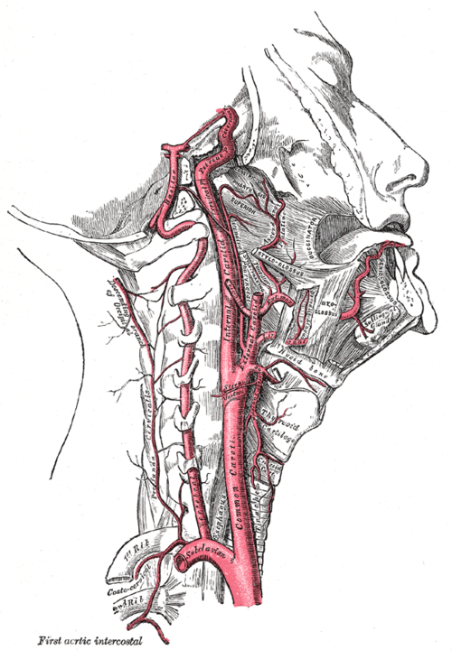 Ascending pharyngeal artery | Wiki | Everipedia