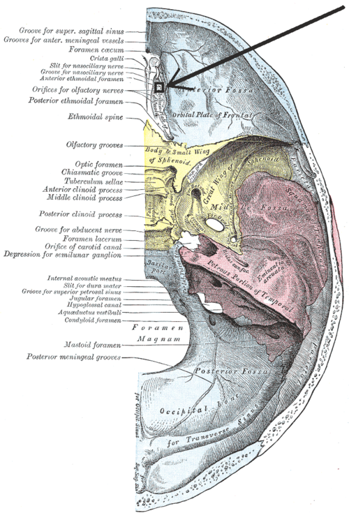 Anterior ethmoidal foramen | Wiki | Everipedia