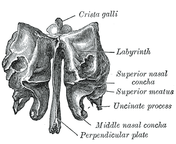Superior nasal concha Wiki Everipedia