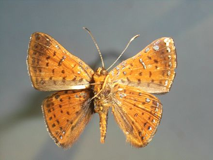 Caria (butterfly) Wiki Everipedia